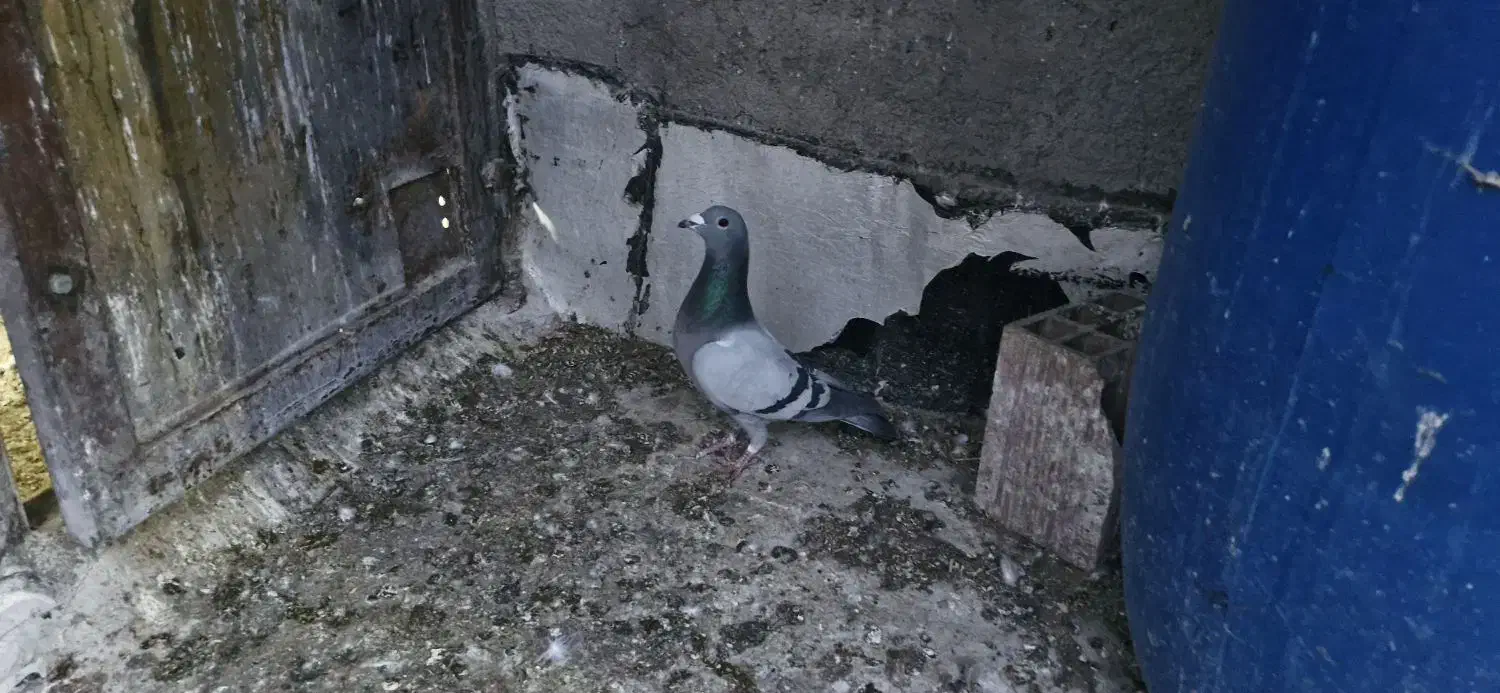 دوبر سرعتی|پرنده|اردبیل, |دیوار