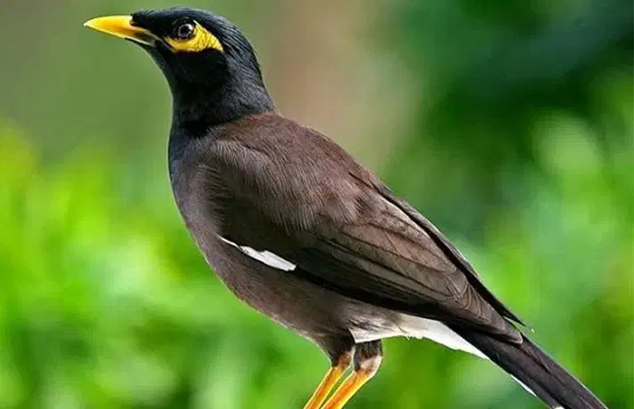 مرغ مینا|پرنده|سبزوار, قلعه‌نو دهزار|دیوار