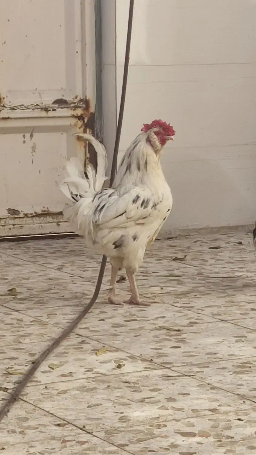 مرغ و خروس گلین|حیوانات مزرعه|باوی, |دیوار