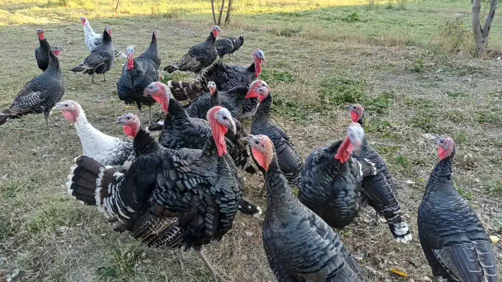 بوقلمون محلی|حیوانات مزرعه|نیر (اردبیل), |دیوار