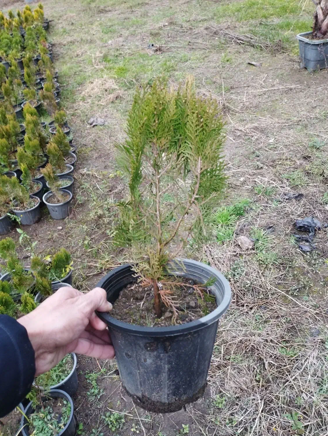 کامیس فشرده|گل و گیاه طبیعی|کلاچای, |دیوار