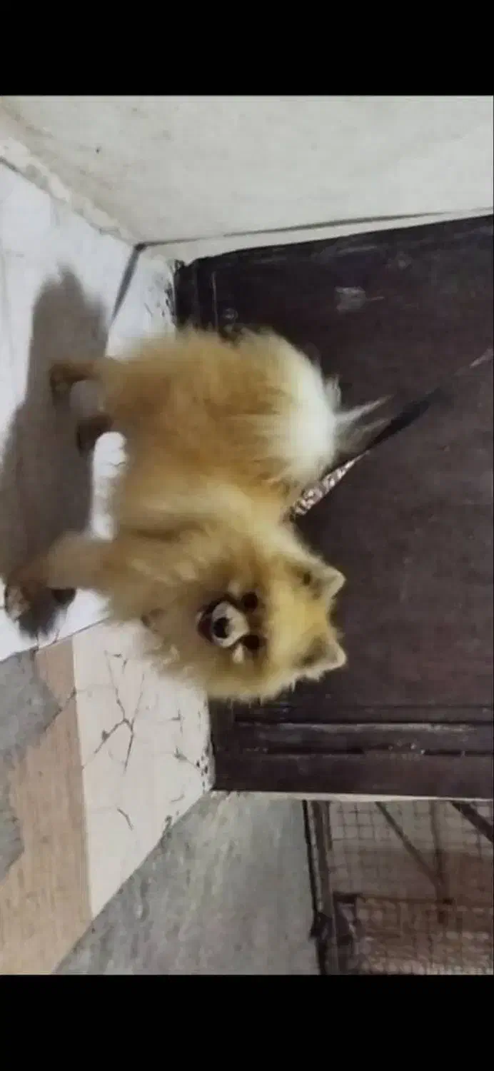 پامرخرسی|سگ|بندرعباس, |دیوار