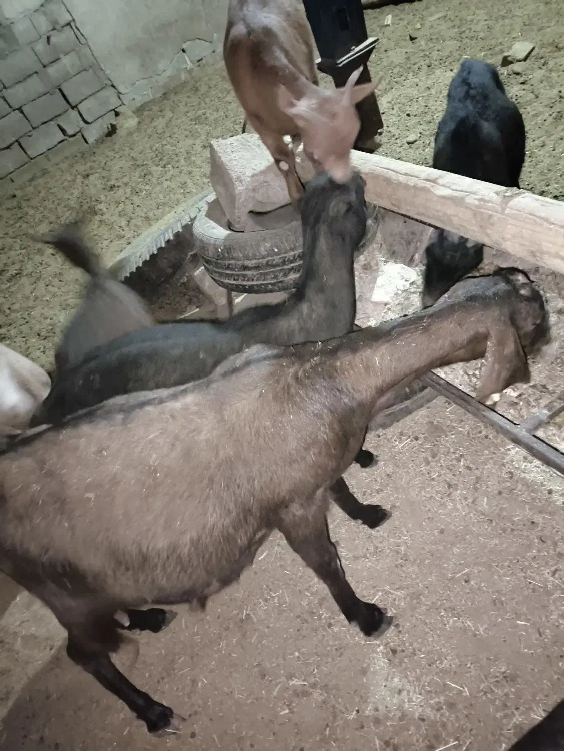 بز ماده آبستن پاکستانی و مورسیا و بز نر آلپاین|حیوانات مزرعه|دماوند, دماوند|دیوار