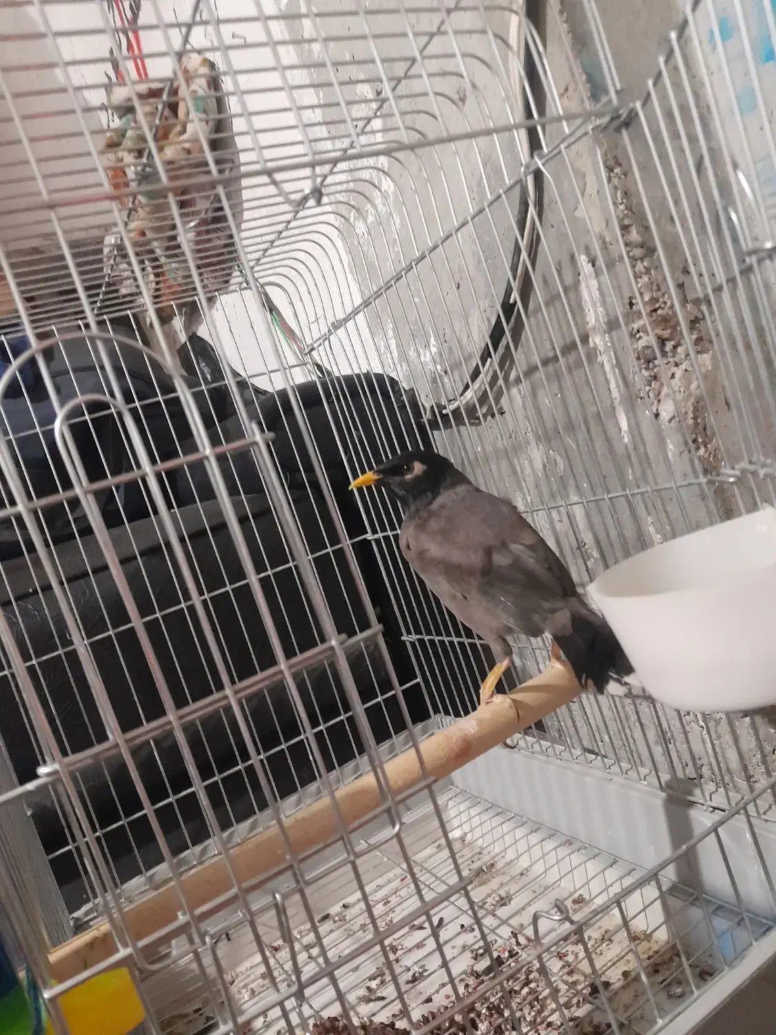 مرغ مینا سخنگو|پرنده|شیراز, دوکوهک|دیوار