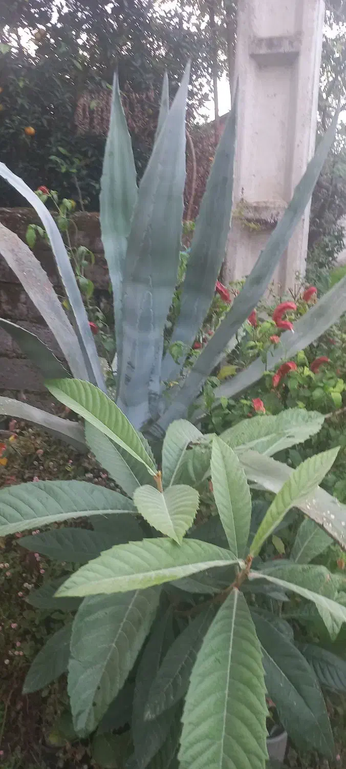 تعدادی گل شامل پالم ،شفلر اکوبا ،ورنی ،سیکاس ،|گل و گیاه طبیعی|نشتارود, |دیوار