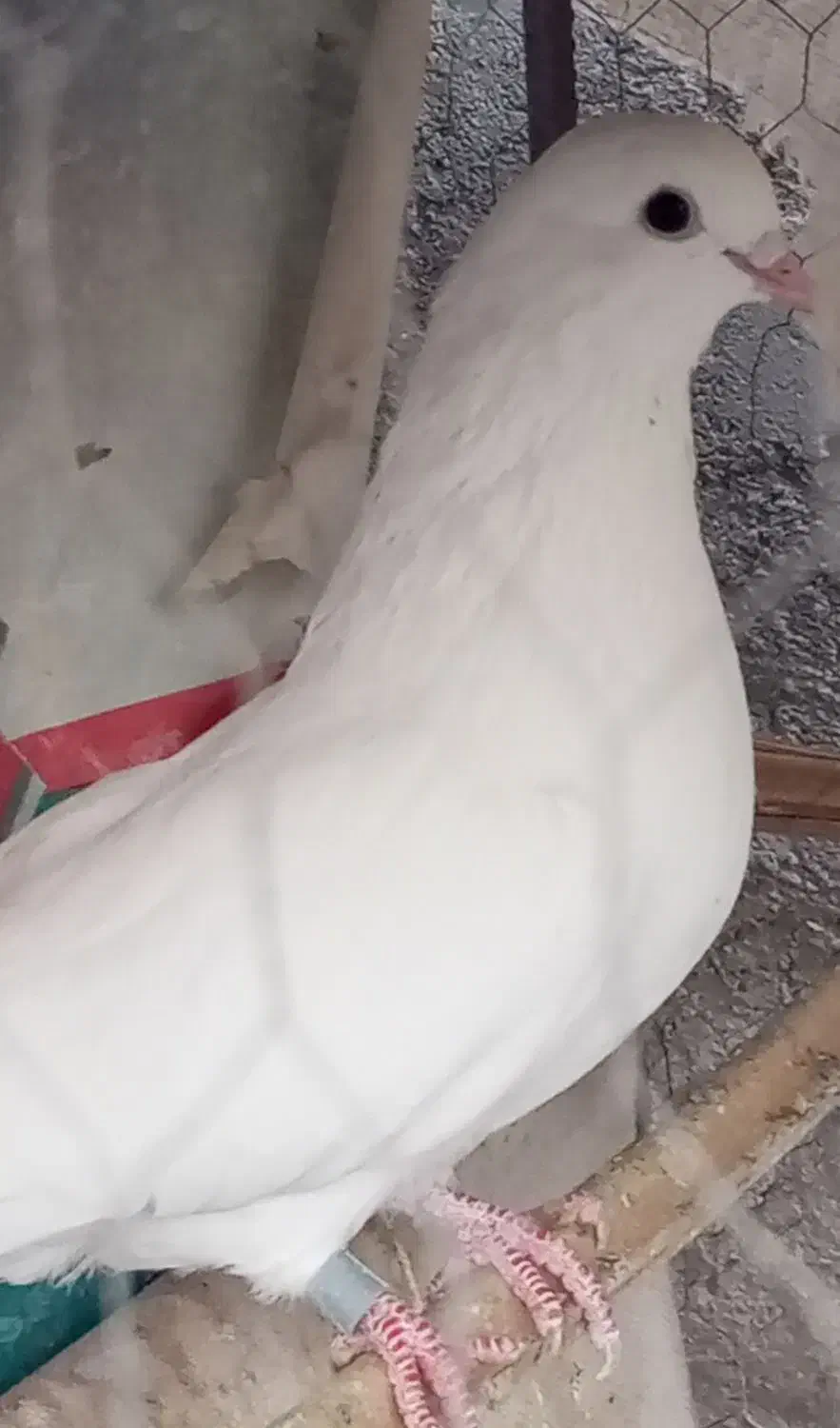 پرنده|پرنده|بم, |دیوار