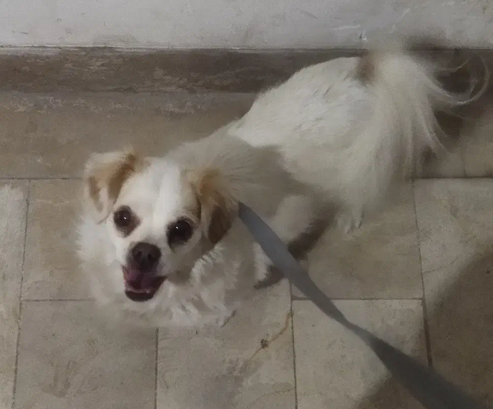 معاوضه سگ با چیزی که به کارم بیاد|سگ|سمنان, |دیوار