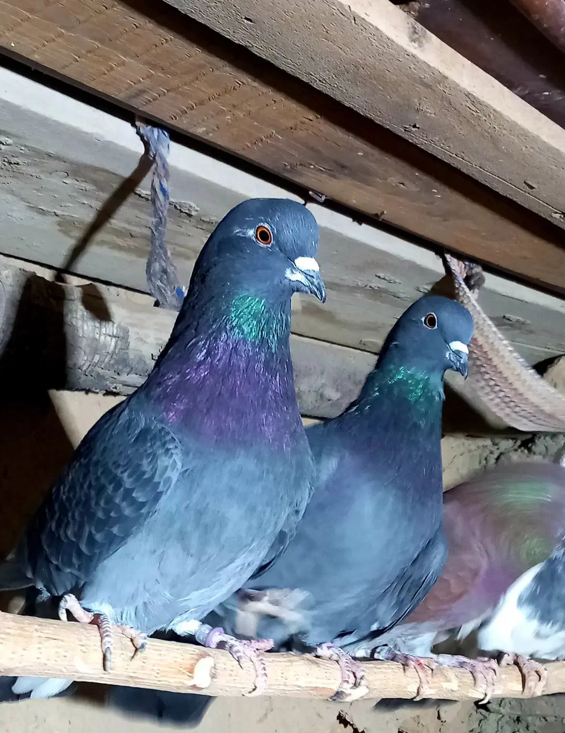 فروش کبوتر|پرنده|جوادآباد, |دیوار