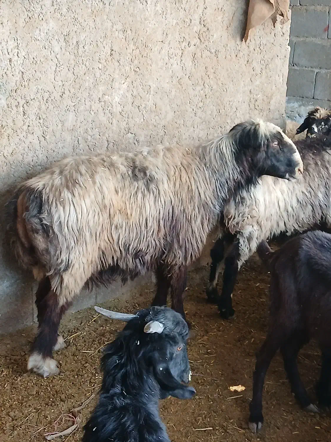 قوچ داشتی اتیقه|حیوانات مزرعه|مرودشت, مختارآباد|دیوار