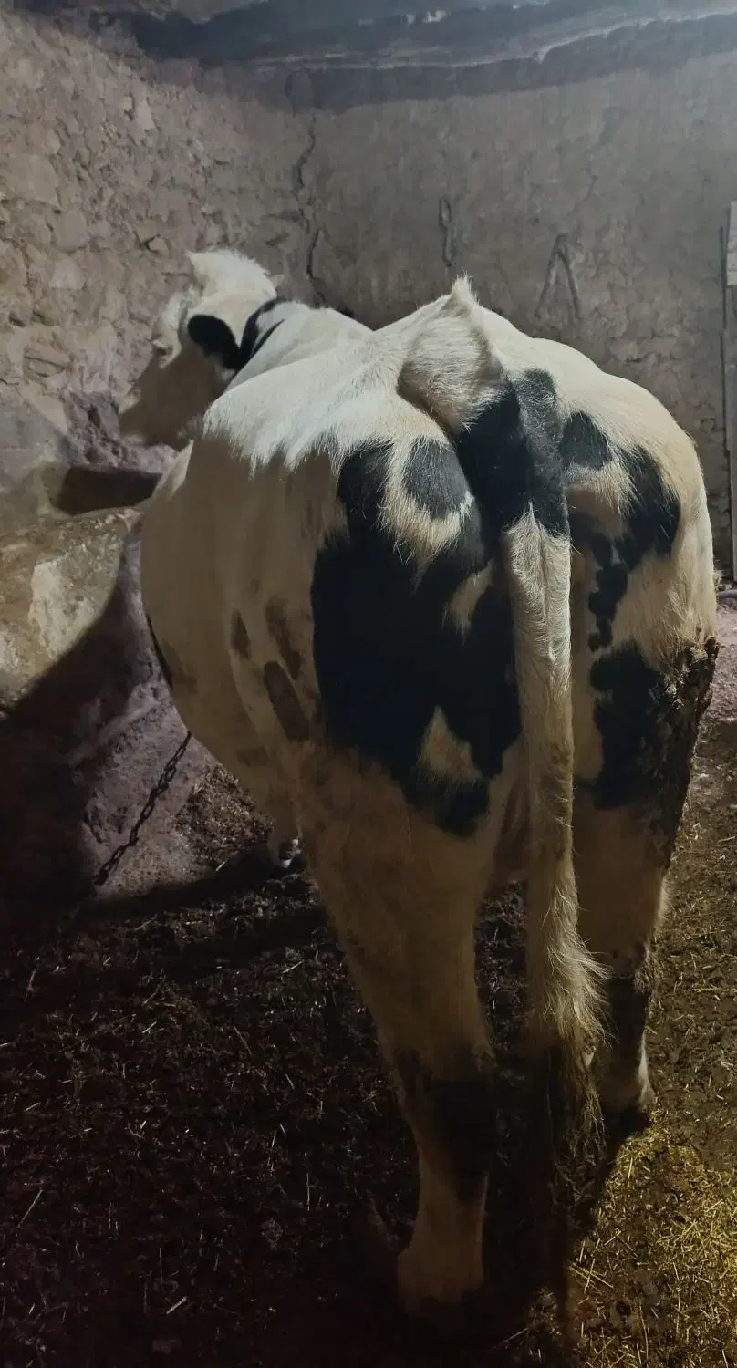 دورگه|حیوانات مزرعه|آبگرم, |دیوار