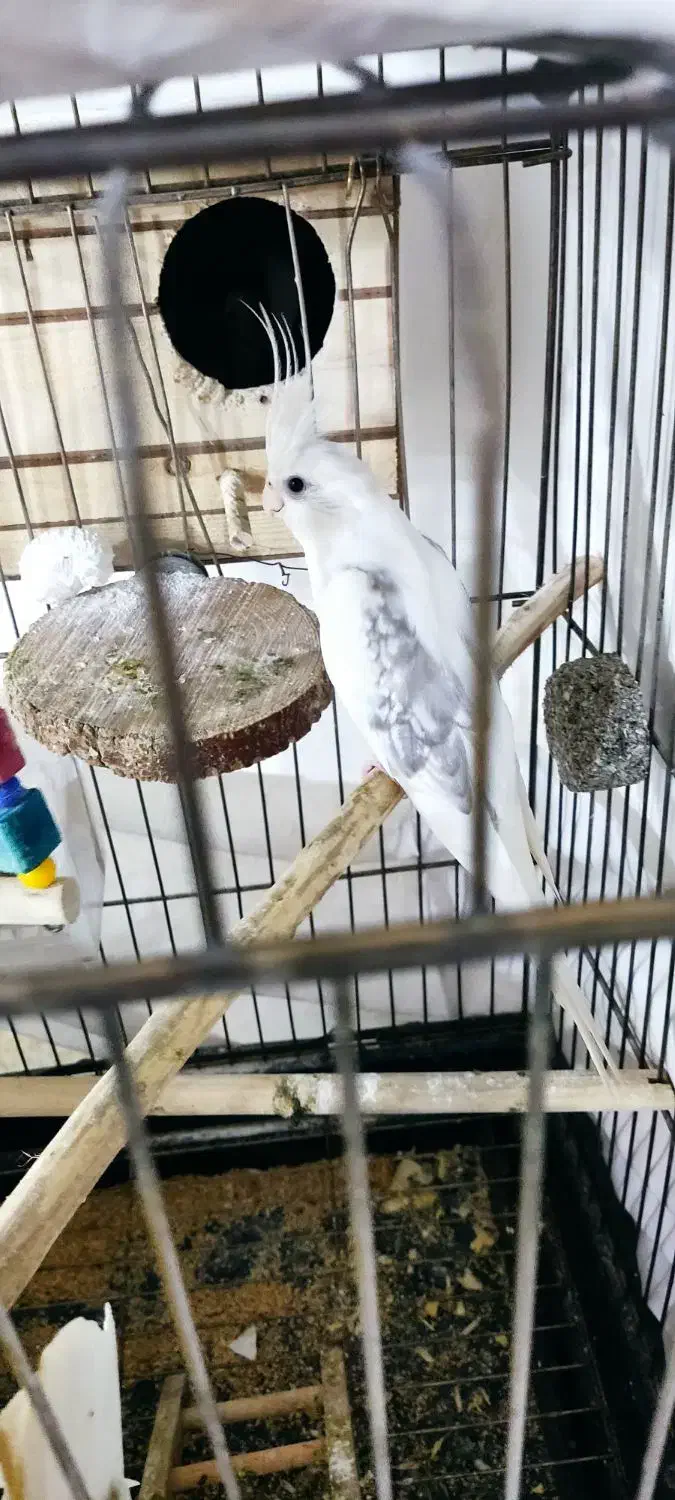 عروس هلندی نر دوکت|پرنده|کرج, حسین آباد (اکبر آباد)|دیوار