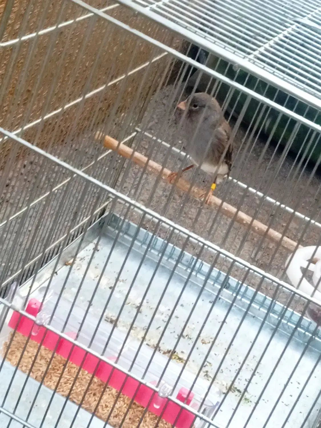 قناری طوسی|پرنده|تهران, آزادشهر|دیوار