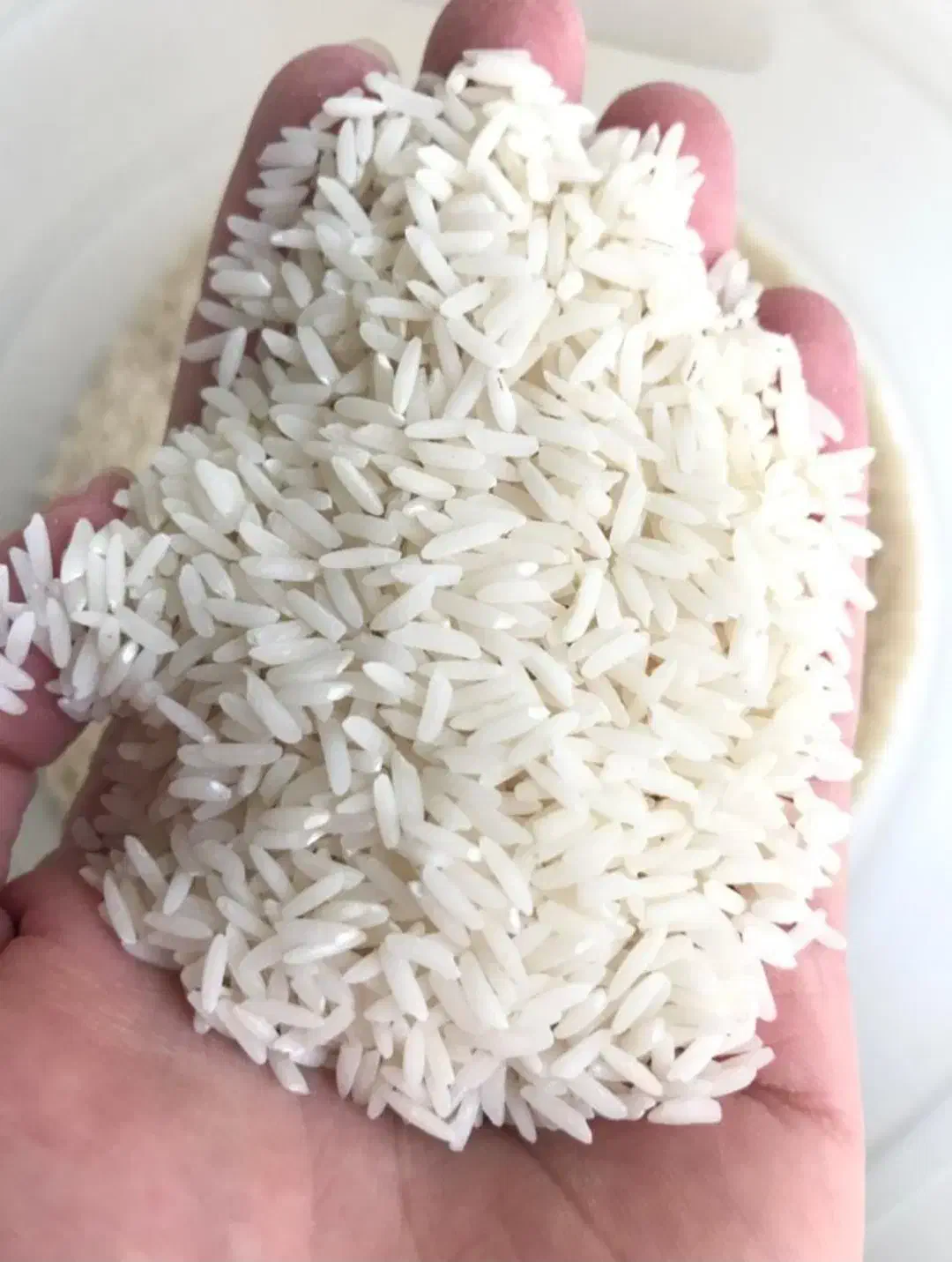 برنج پرمحصول پخت در حد هاشمی|خوردنی و آشامیدنی|رشت, توشیبا|دیوار