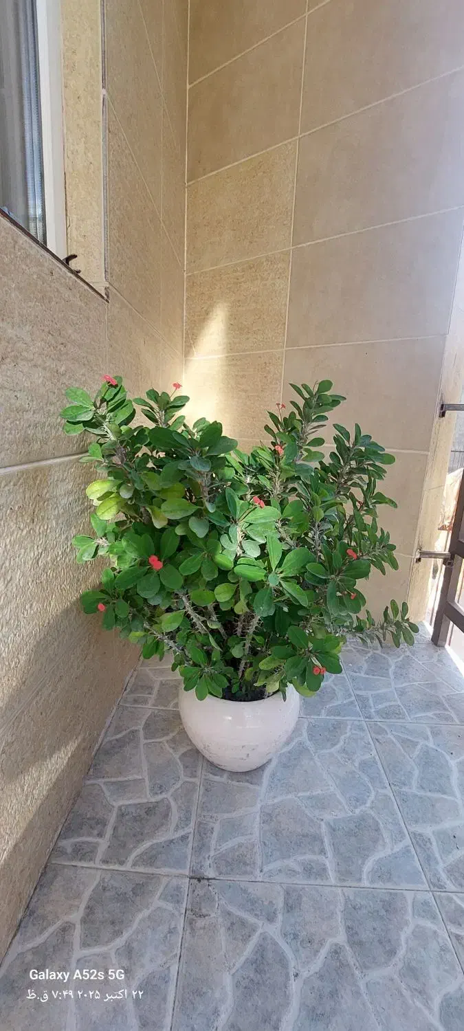 گل زیبا ی مرجان|گل و گیاه طبیعی|سنندج, |دیوار