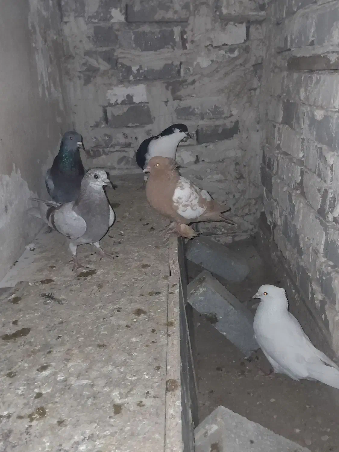 کبوتر|پرنده|تبریز, |دیوار