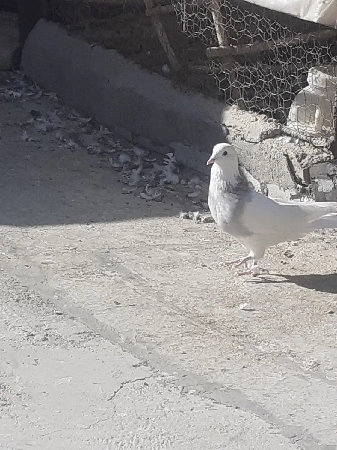 کبوتر گمشده|حیوانات|همدان, |دیوار