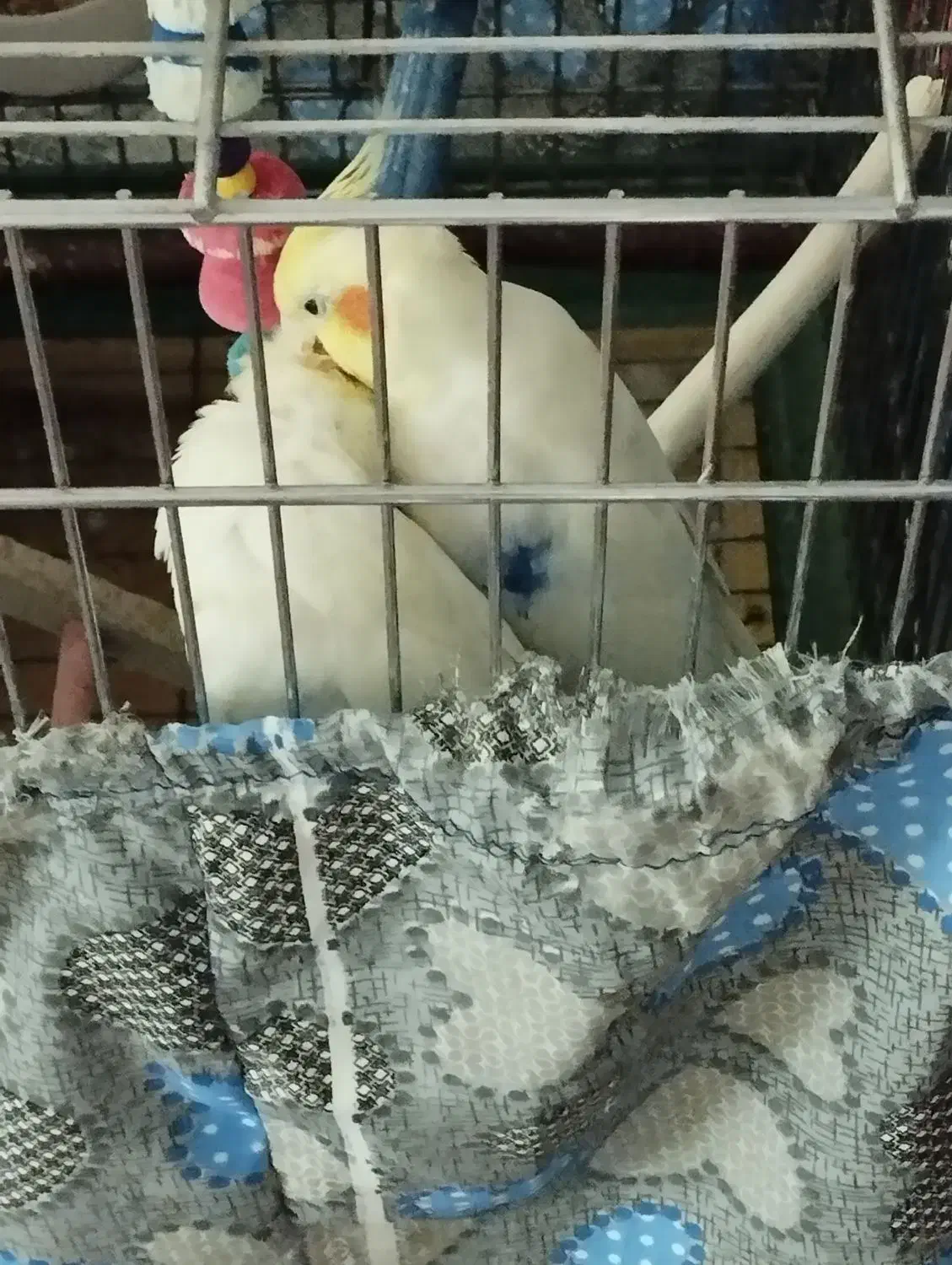 عروس هلندی جفت|پرنده|پردیس, فاز ۶|دیوار