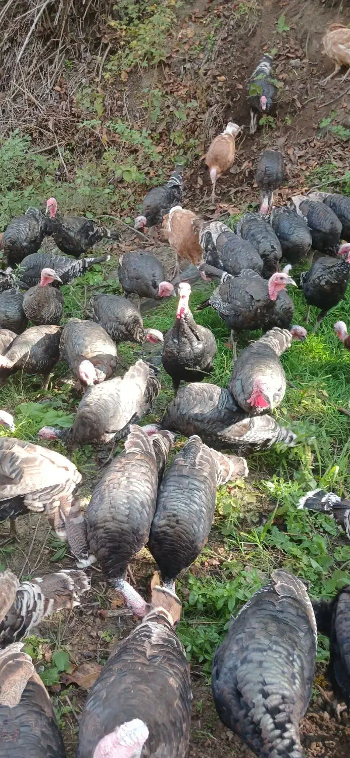 بوقلمون طبیعی|حیوانات مزرعه|قشلاق دشت, |دیوار