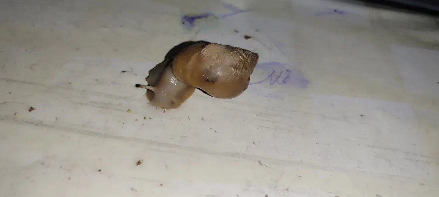 حلزون آچاتینا|خزنده|محمدشهر, همایون ویلا|دیوار