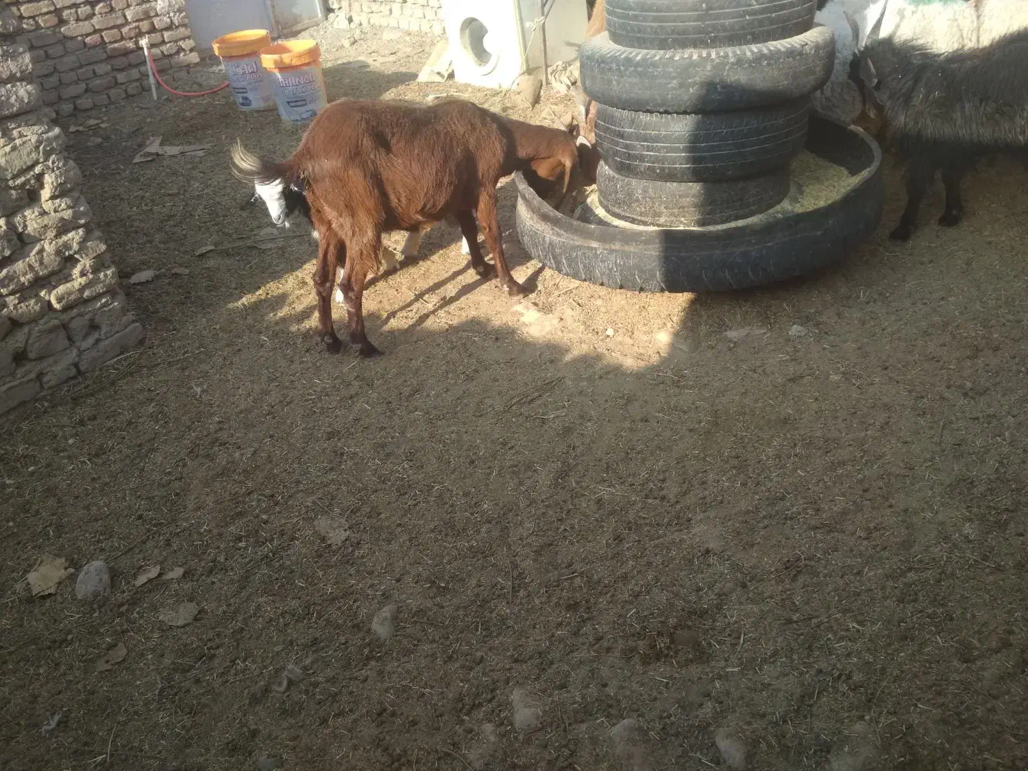 بزغاله فروشی چاق|حیوانات مزرعه|درمیان, |دیوار