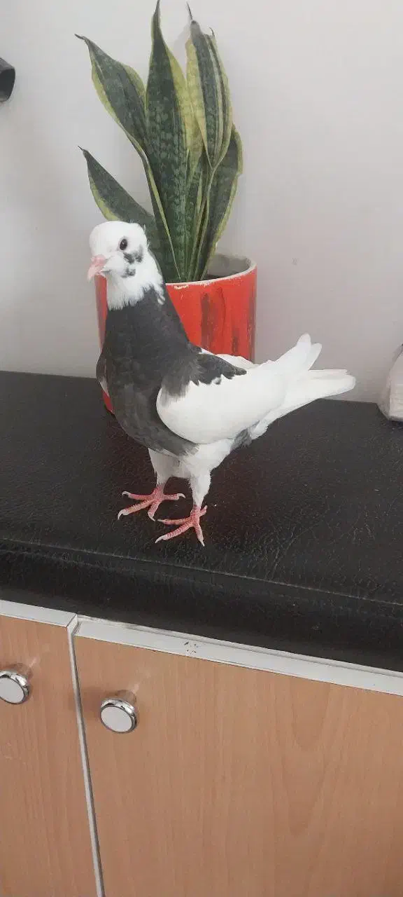 جوجه کبوتر|پرنده|شیراز, ریاستی|دیوار