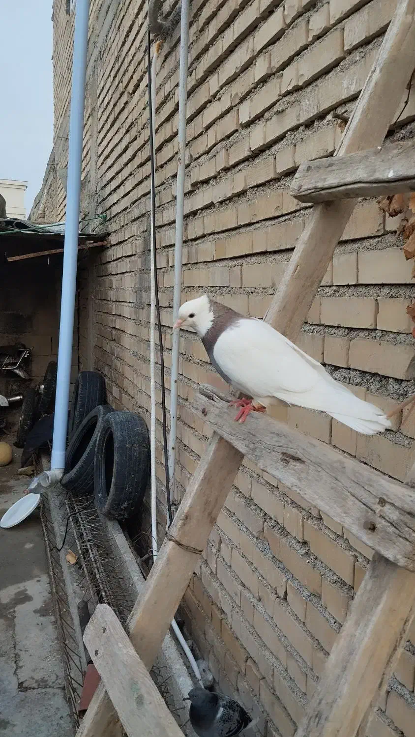 پرنده|پرنده|کلاله, |دیوار