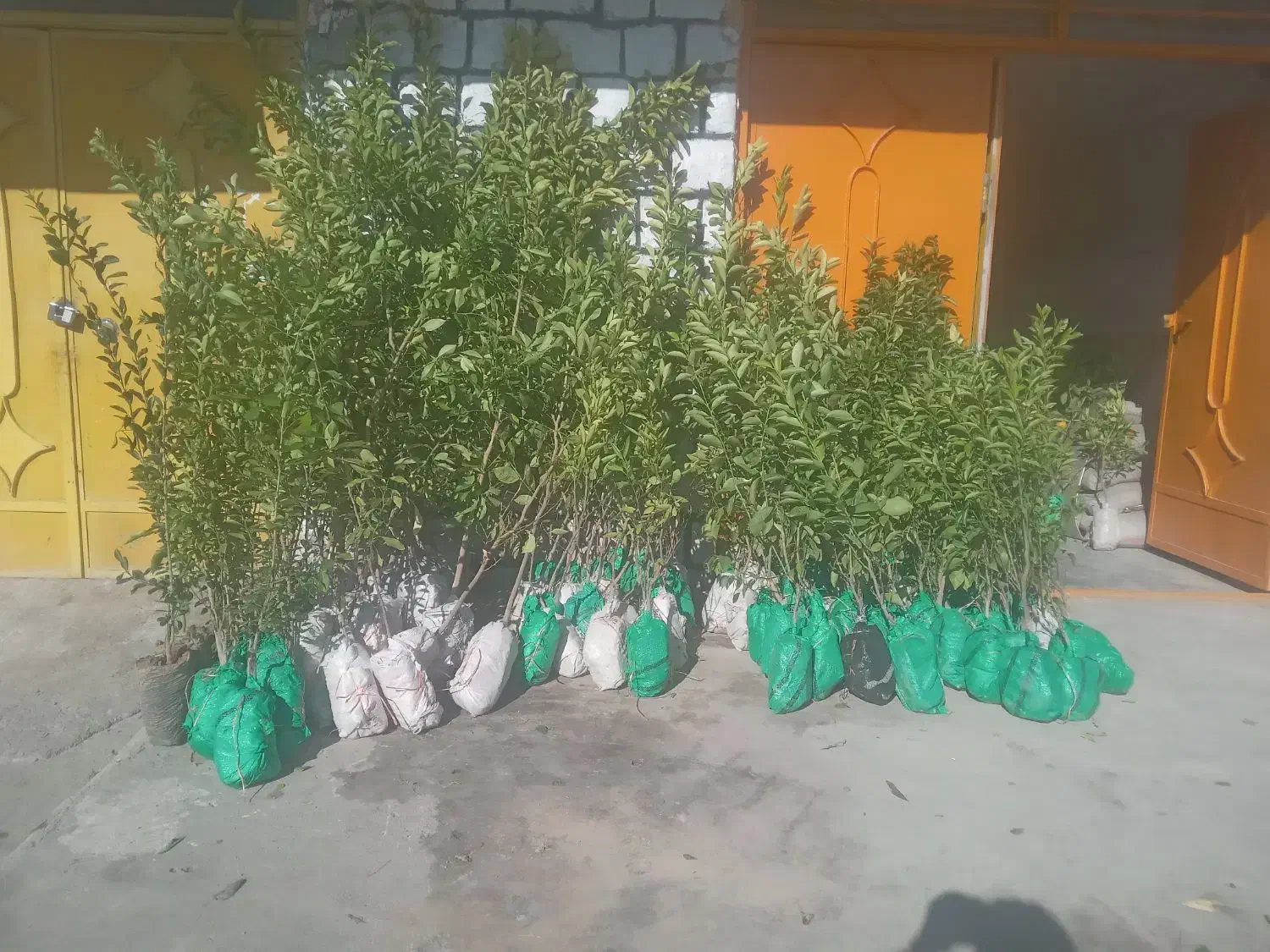 درخت|گل و گیاه طبیعی|اندیکا, |دیوار