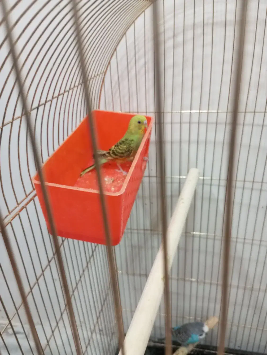 تعویض به فنچ|پرنده|کاشمر, |دیوار