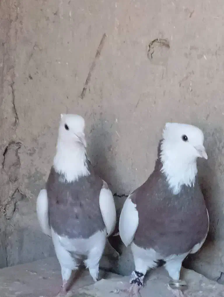 باسلام کبوتر طوقی نر ماده|پرنده|جزنیک, |دیوار