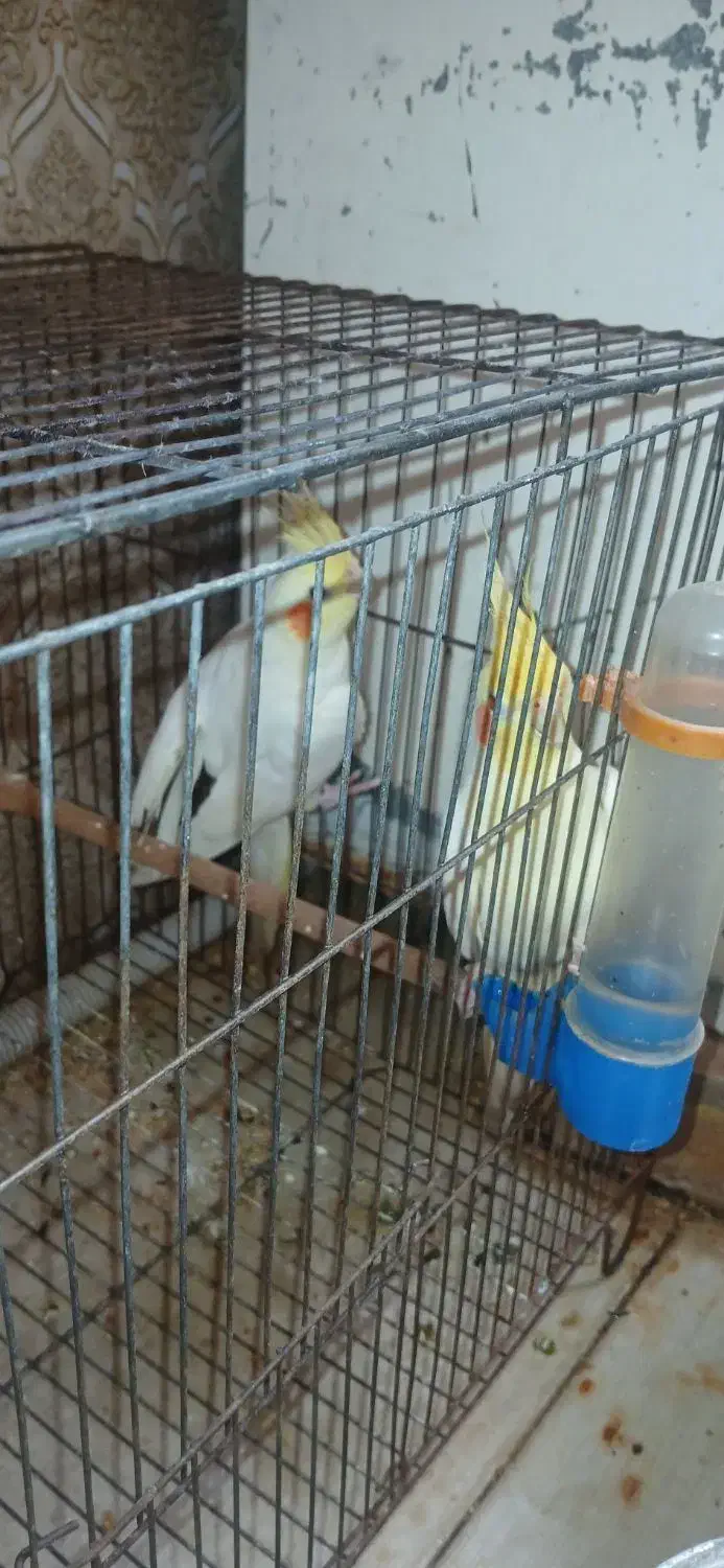 شادگان|پرنده|شادگان, |دیوار