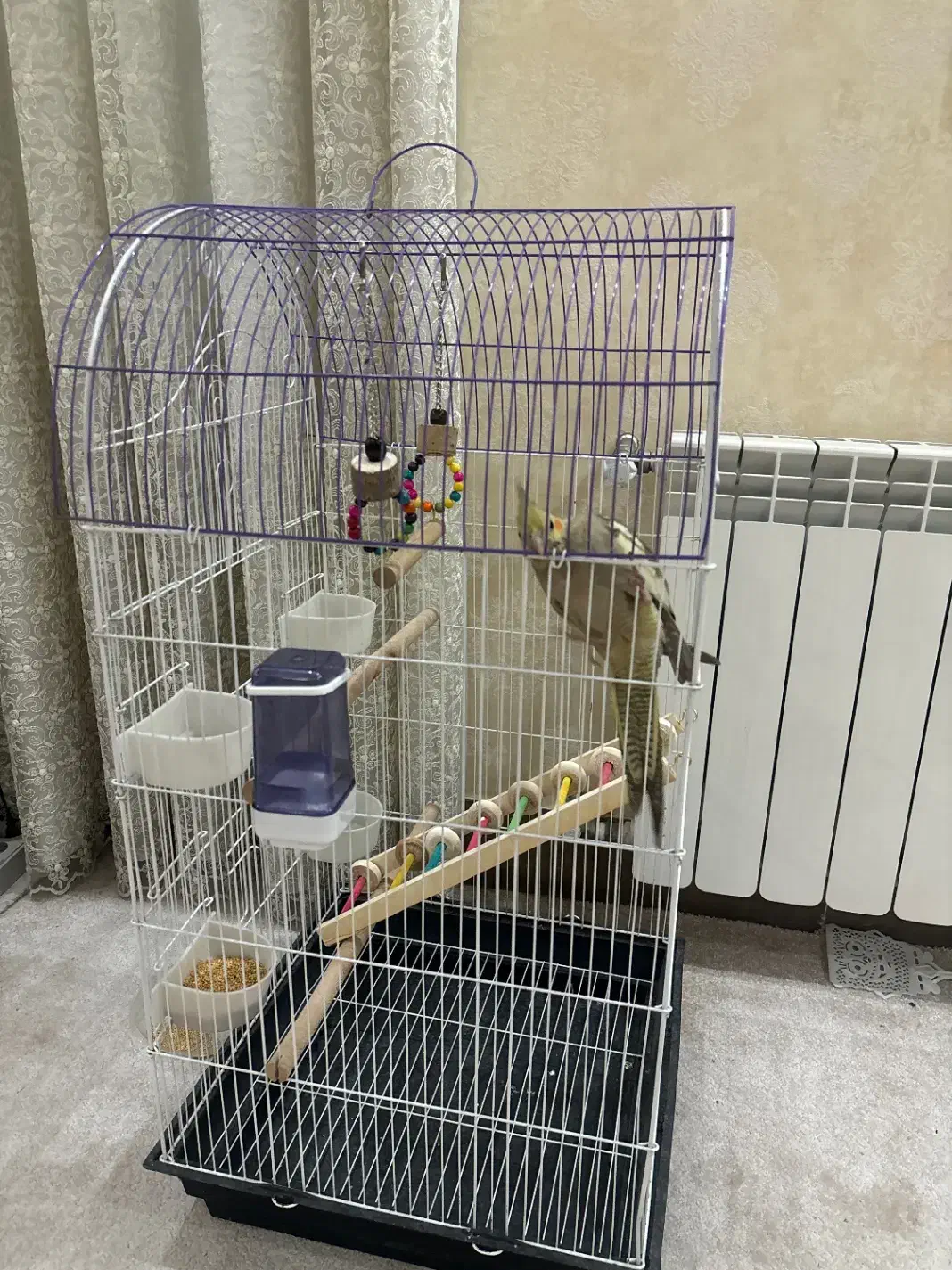 عروس هلندی|حیوانات|دوگنبدان, |دیوار