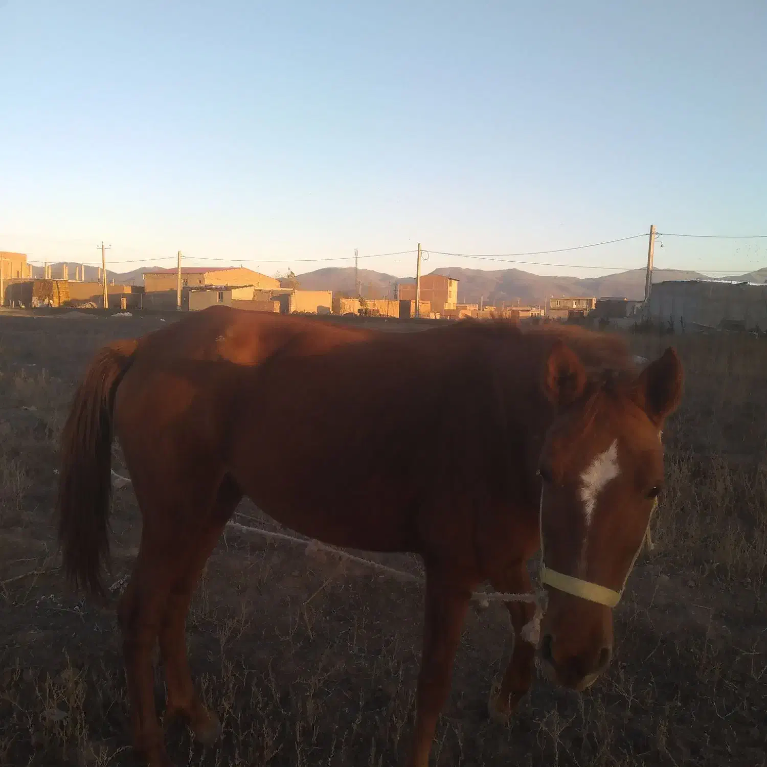 اسب ماده|اسب و تجهیزات اسب‌سواری|اردبیل, |دیوار