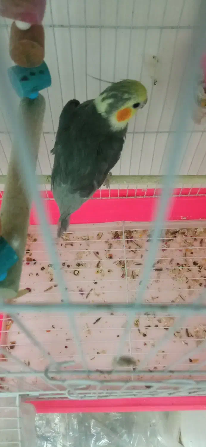 عروس هلندی سخن گو معاوضه با مرغ محلی|پرنده|بیرجند, |دیوار