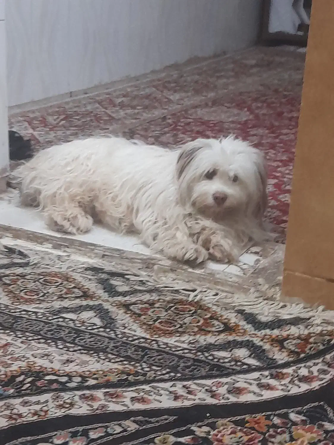 اهواز ملاشیه خیابان کمربندی 4راشدیه|سگ|اهواز, ملاشیه|دیوار