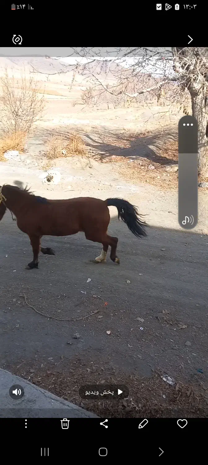 فروشی|اسب و تجهیزات اسب‌سواری|اراک, |دیوار