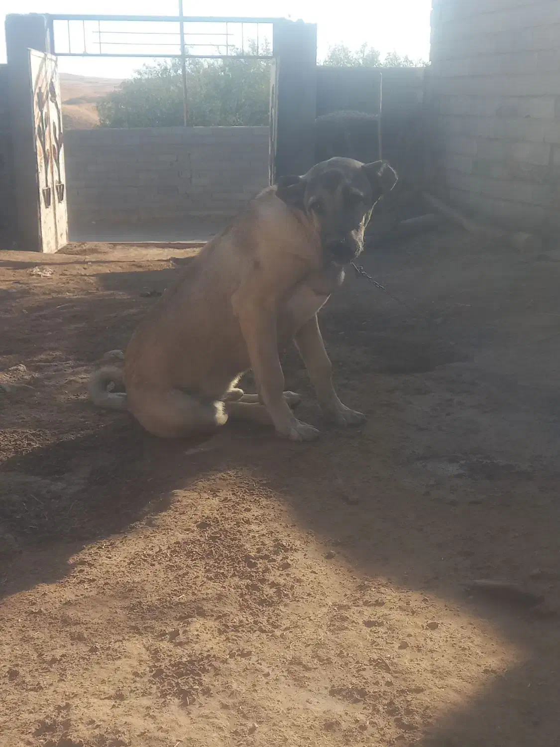 توله سگ سرابی|سگ|کرج, کرج نو|دیوار