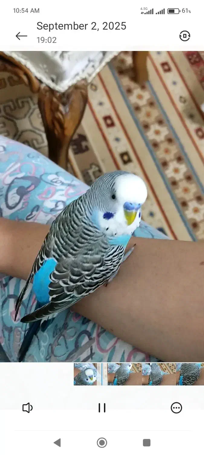 مرغ عشق گمشده|پرنده|قائم‌شهر, |دیوار