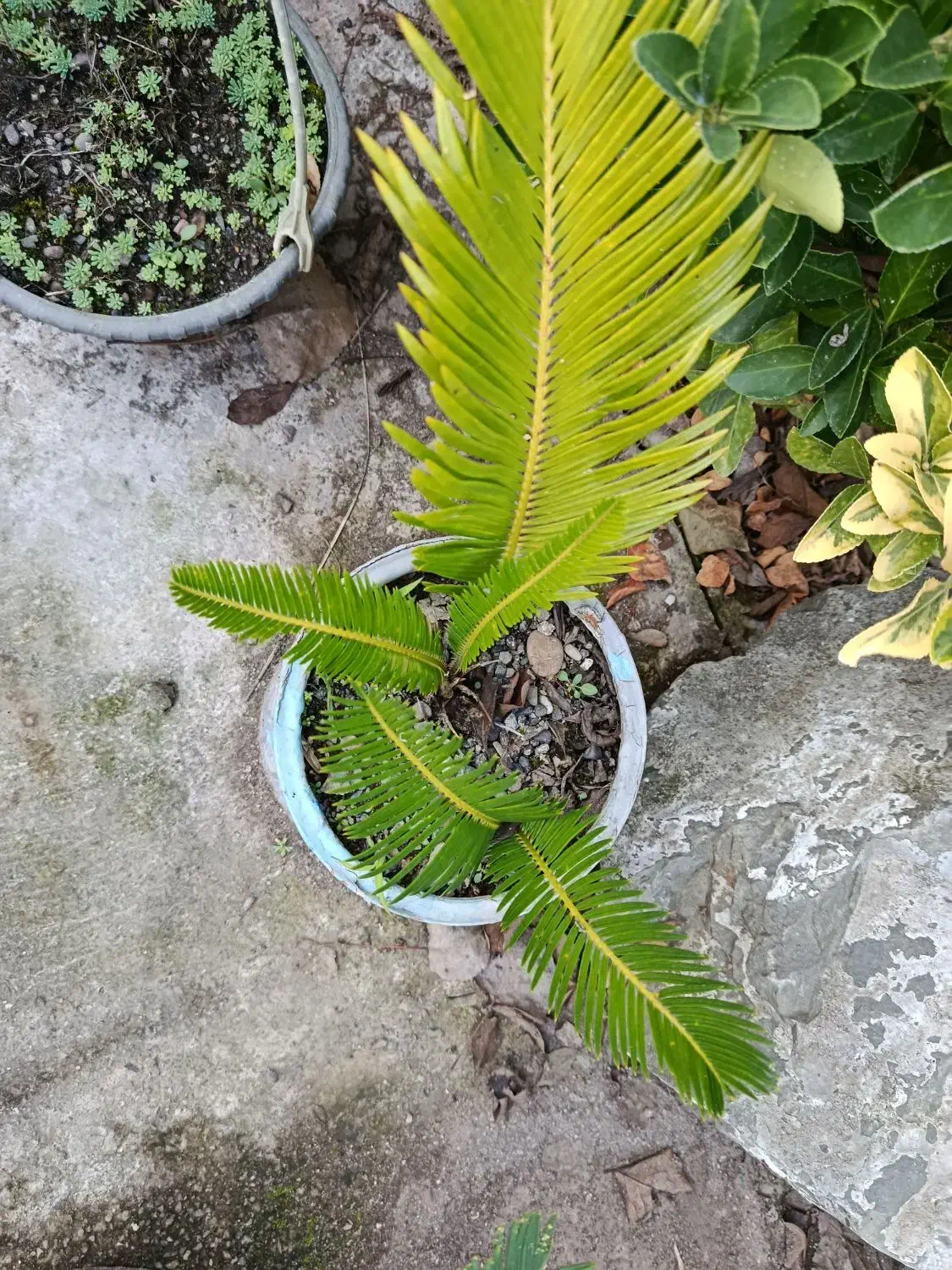 سیکاس . بابا آدم|گل و گیاه طبیعی|خمام, |دیوار