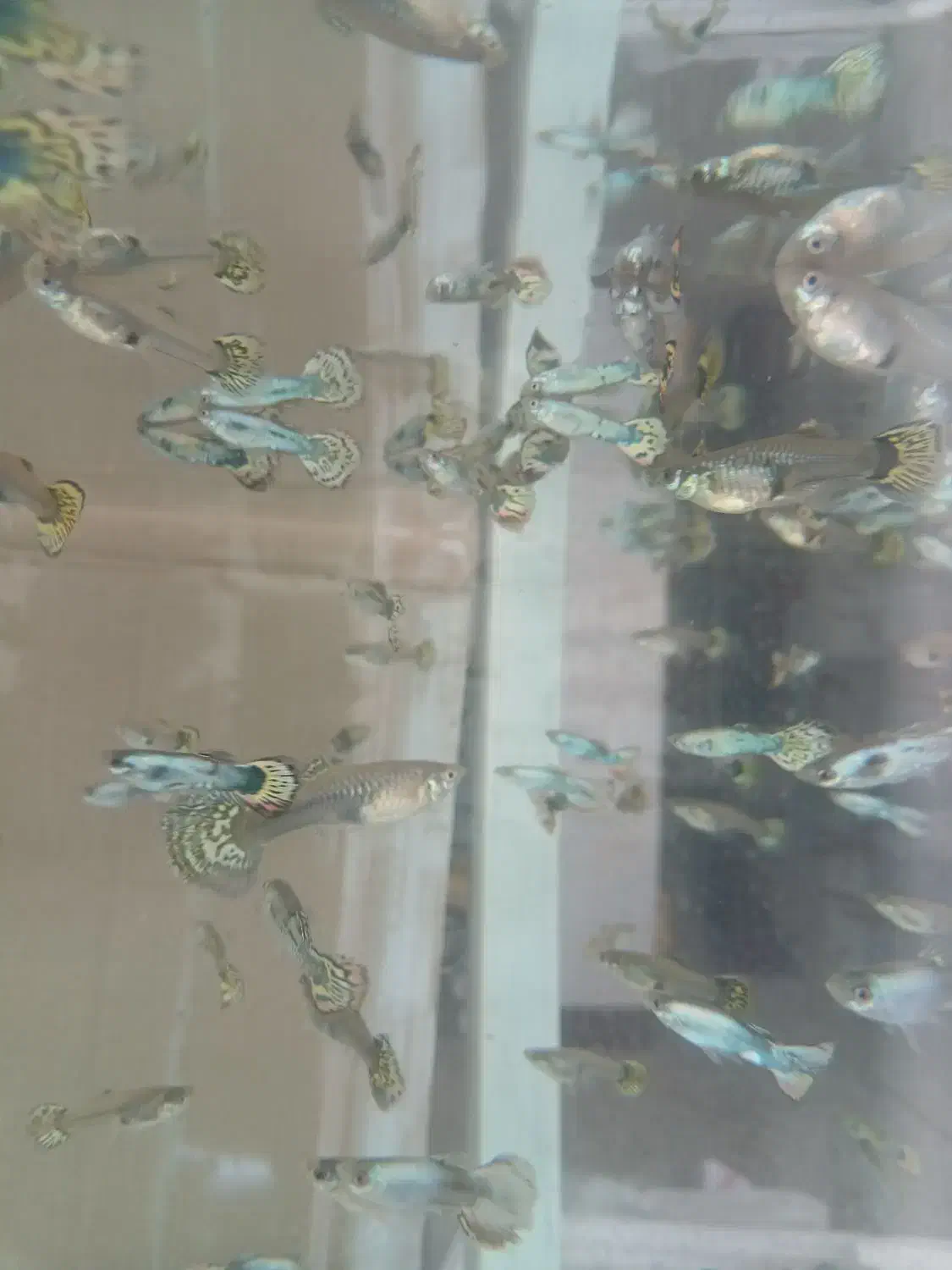 ماهی گوپی|ماهی|نجفآباد, باهنر|دیوار