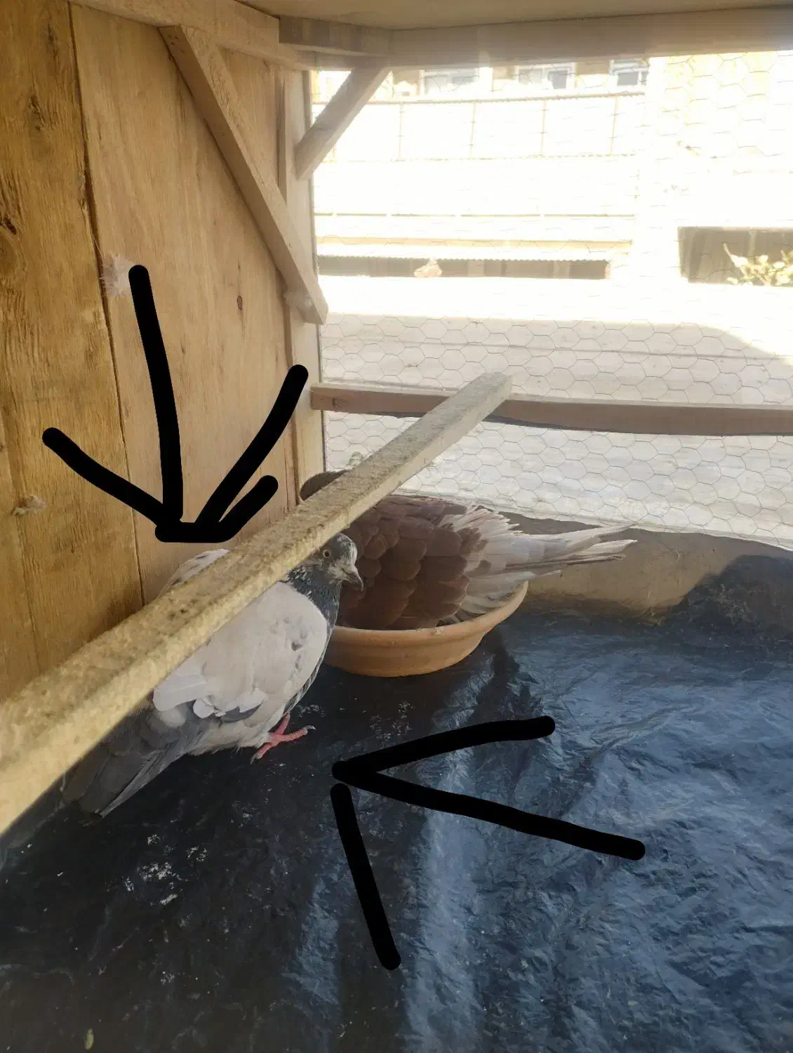 نر گمشده|پرنده|قم, نخودی|دیوار