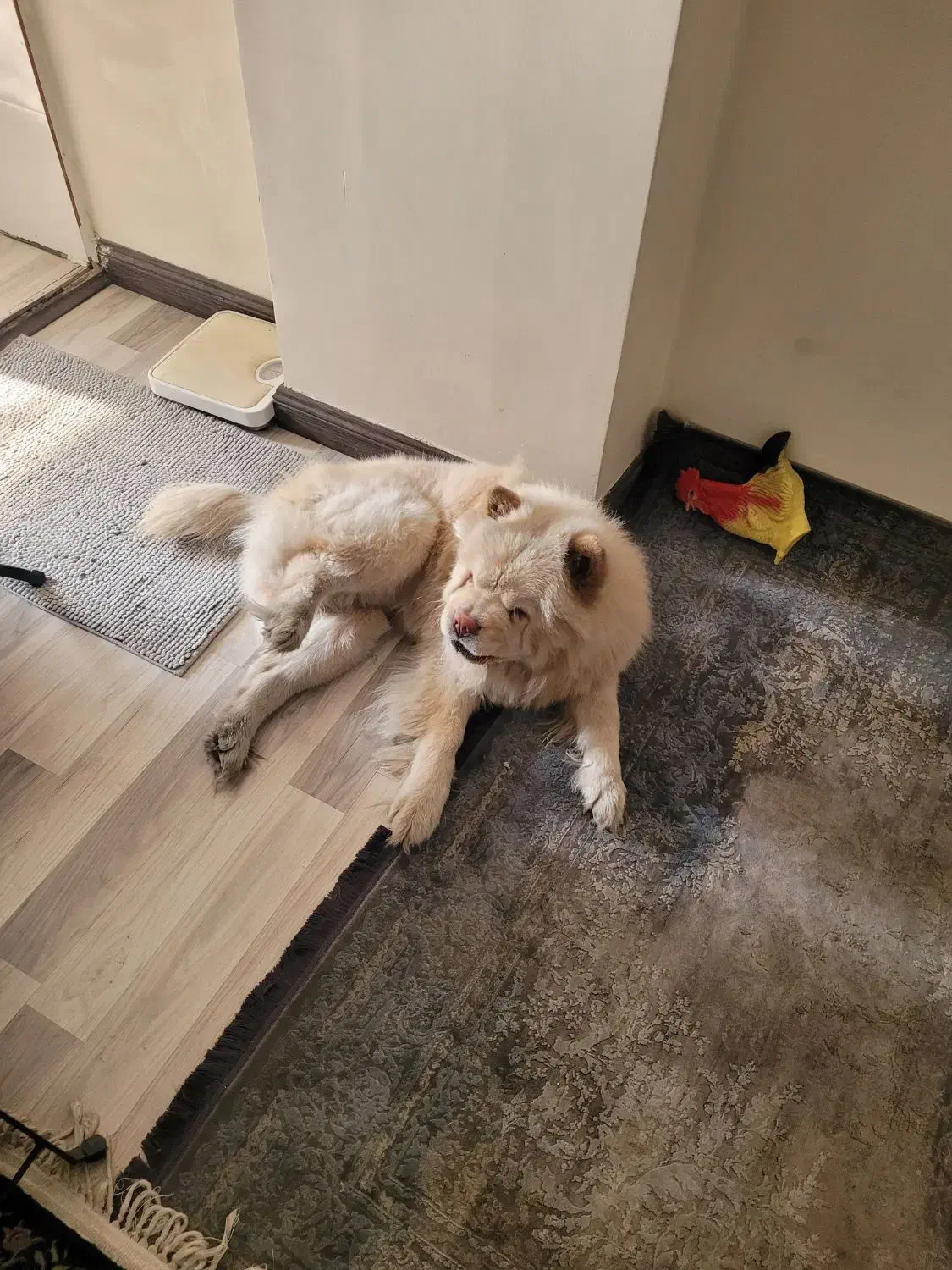 سگ چاو چاو نر زبان بنفش اوکراینی|سگ|تهران, شهرک نفت|دیوار