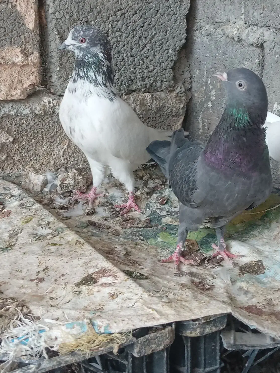 کبوتر گره ودرجاوجوجه گره|پرنده|بندرعباس, |دیوار