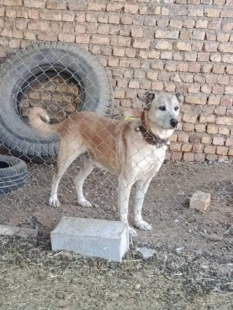 سگ سرابی|سگ|مبارکه, |دیوار