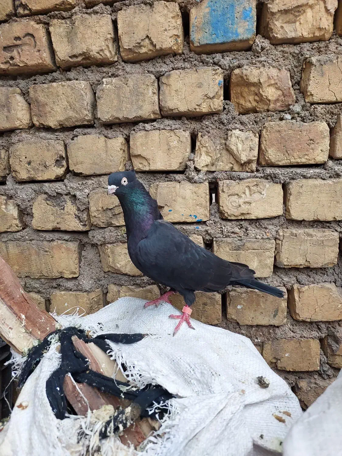 کفتر زاغ|پرنده|بازفت, |دیوار