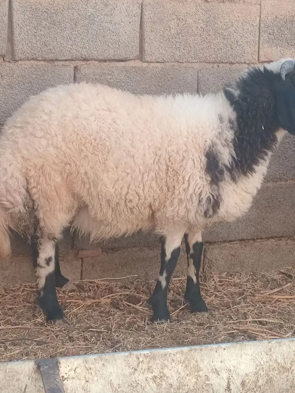 بره نر وماده|حیوانات مزرعه|کرمان, |دیوار
