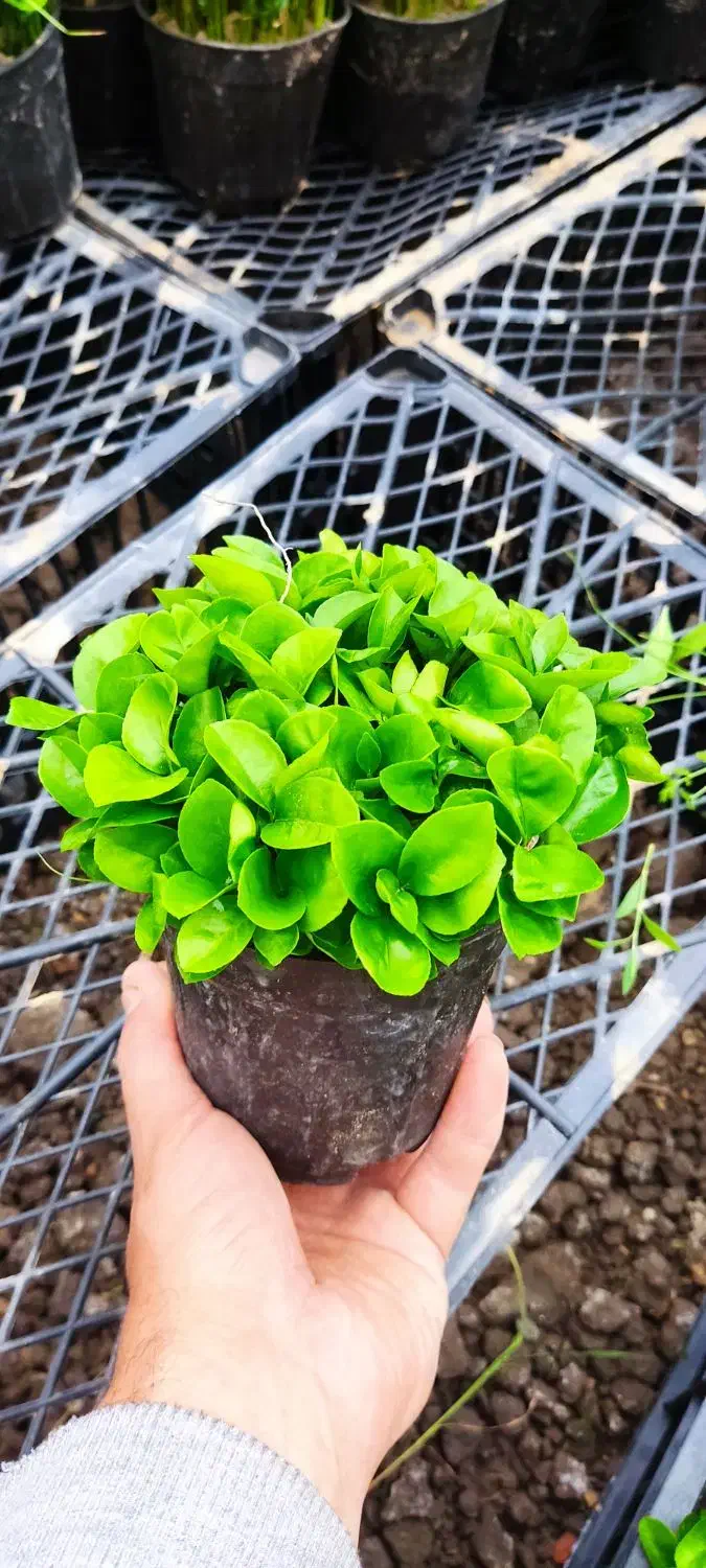 سبزه نارنج|گل و گیاه طبیعی|ساری, |دیوار