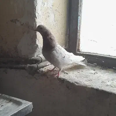 سرور و کاشان و طوقی|پرنده|مسجد سلیمان, |دیوار