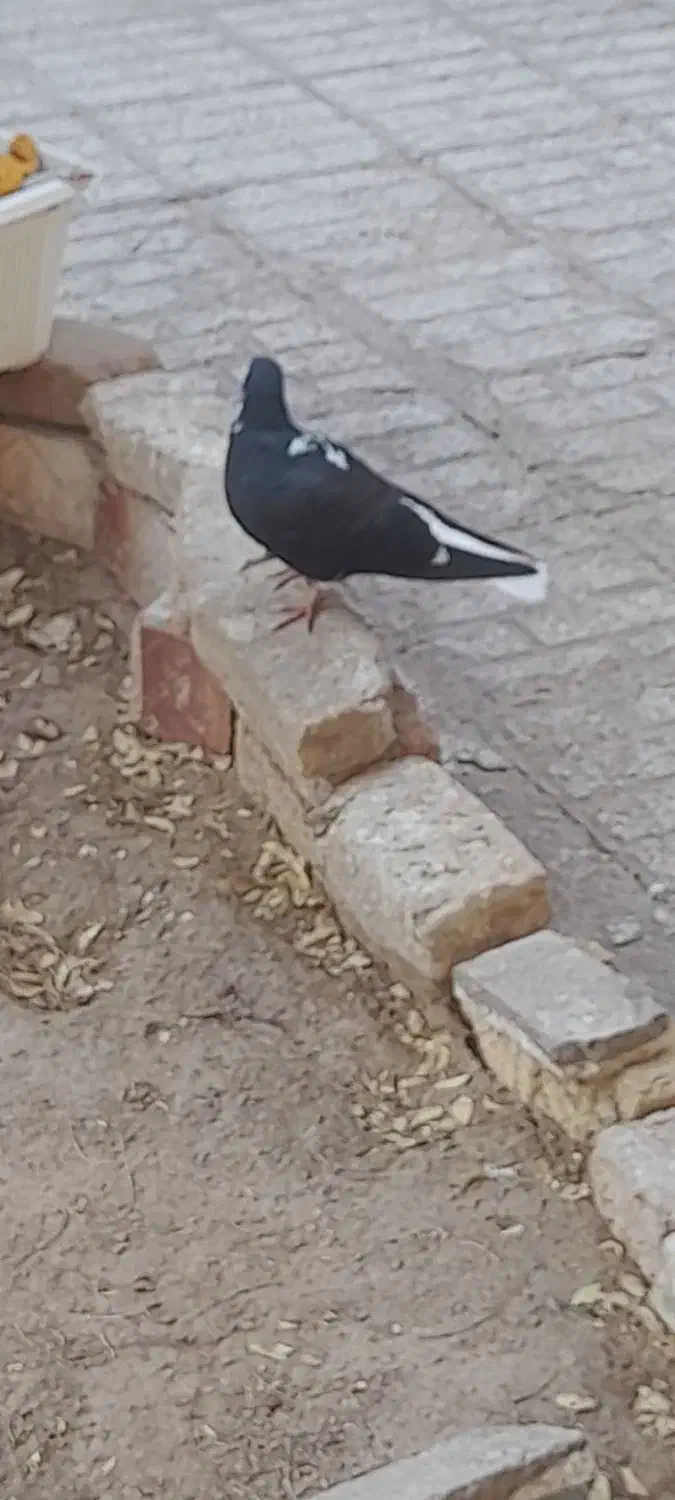 ۴ تا کفتر|پرنده|قائن, |دیوار