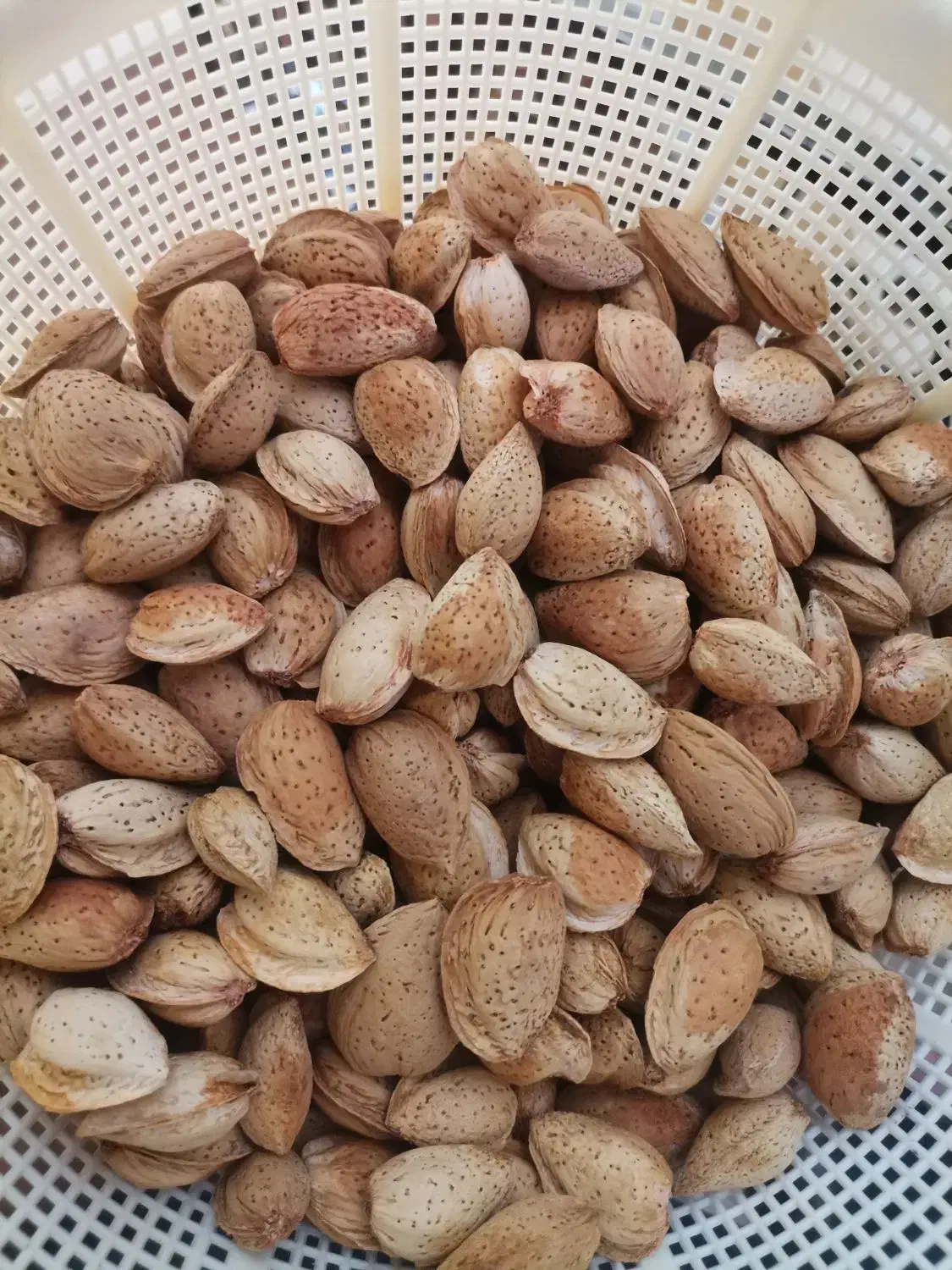 بادام پسته ای|خوردنی و آشامیدنی|شیراز, شهرک دارایی|دیوار