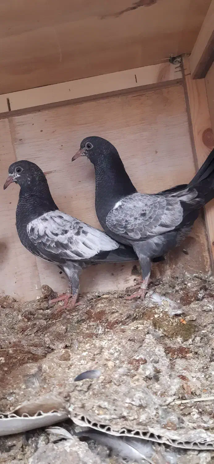 کبوتر|حیوانات|زابل, |دیوار